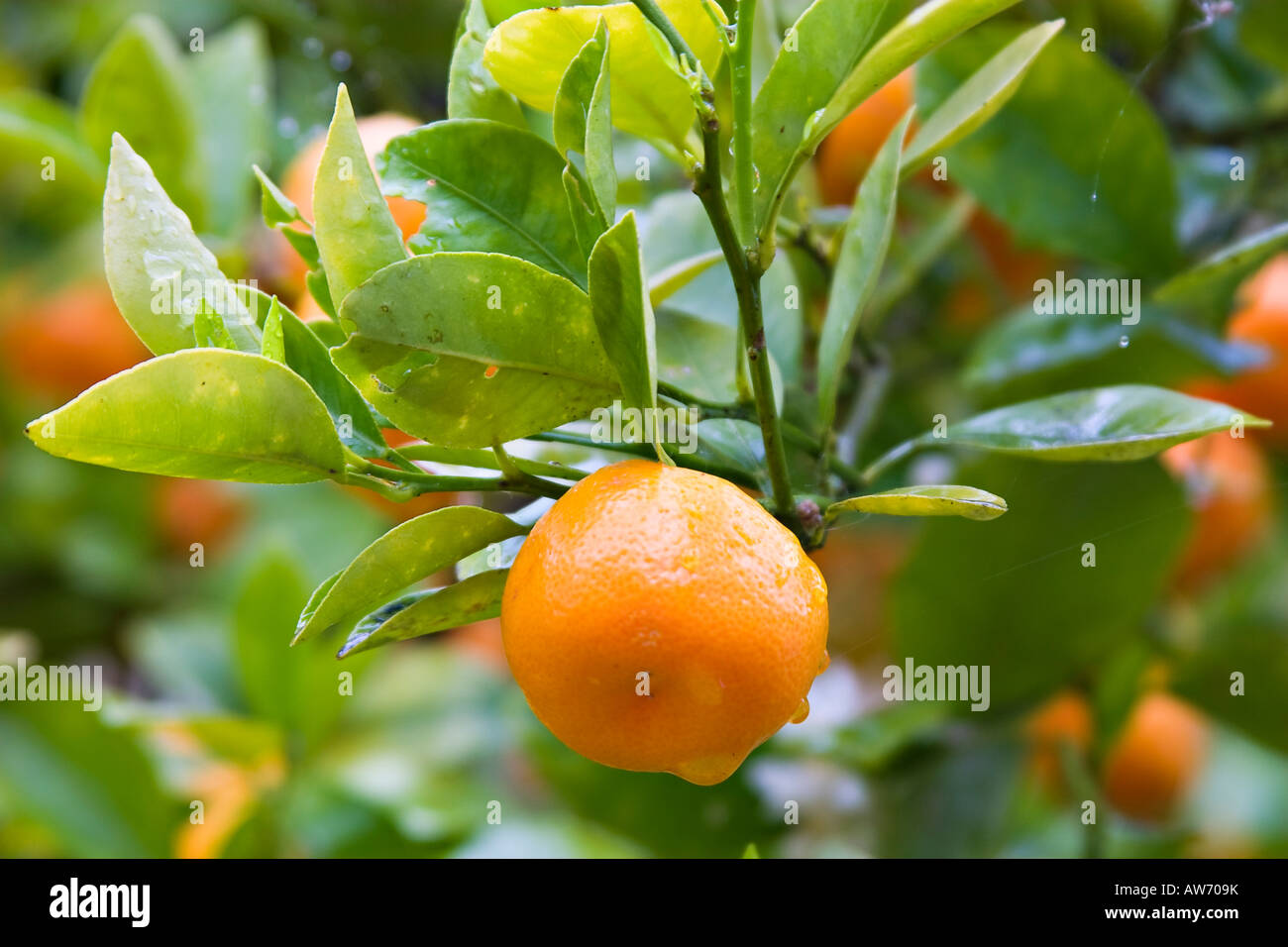 Oranges on tree. UK Stock Photo