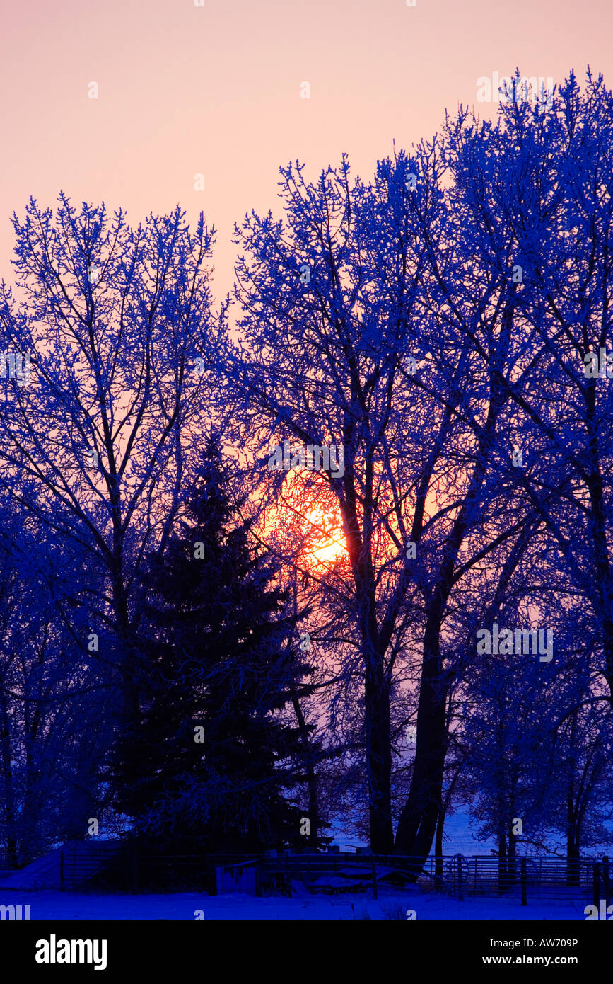 Sunset on trees Stock Photo