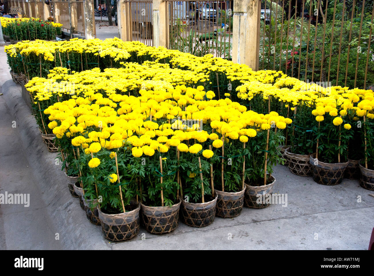 Baskets of chrysanthemums are prepared for sale at 'Tet, 'the Vietnamese Lunar New Year celebration Stock Photo