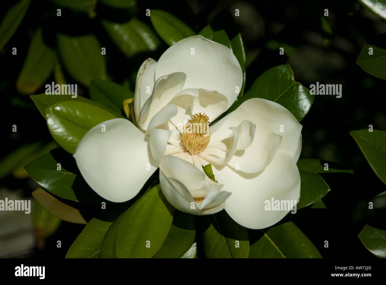 White flower Stock Photo