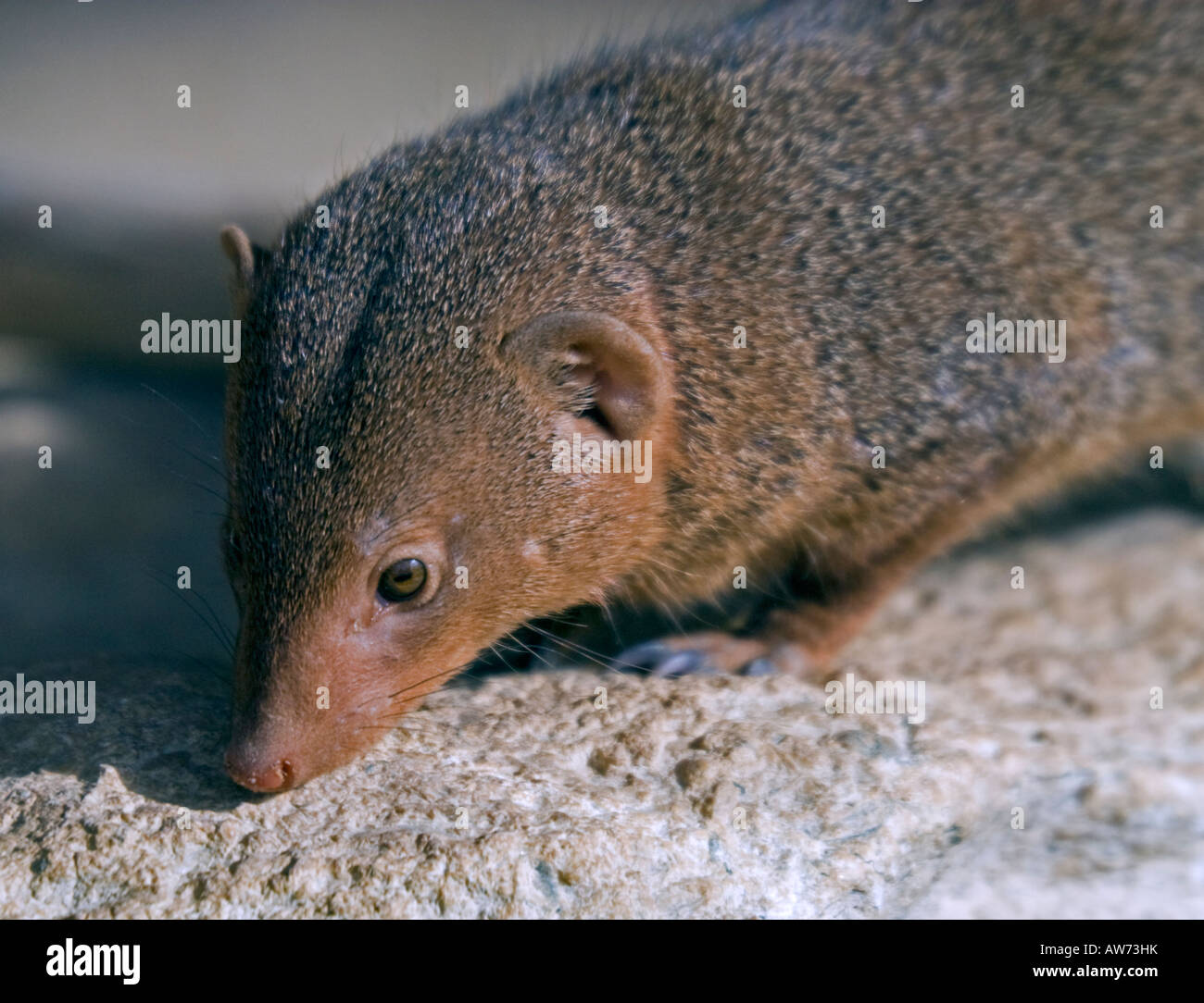 Dwarf Mongoose (helogale parvula) Stock Photo