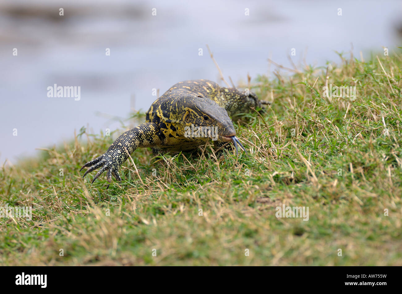 Nile monitor, Masai Mara, Kenya Stock Photo Alamy