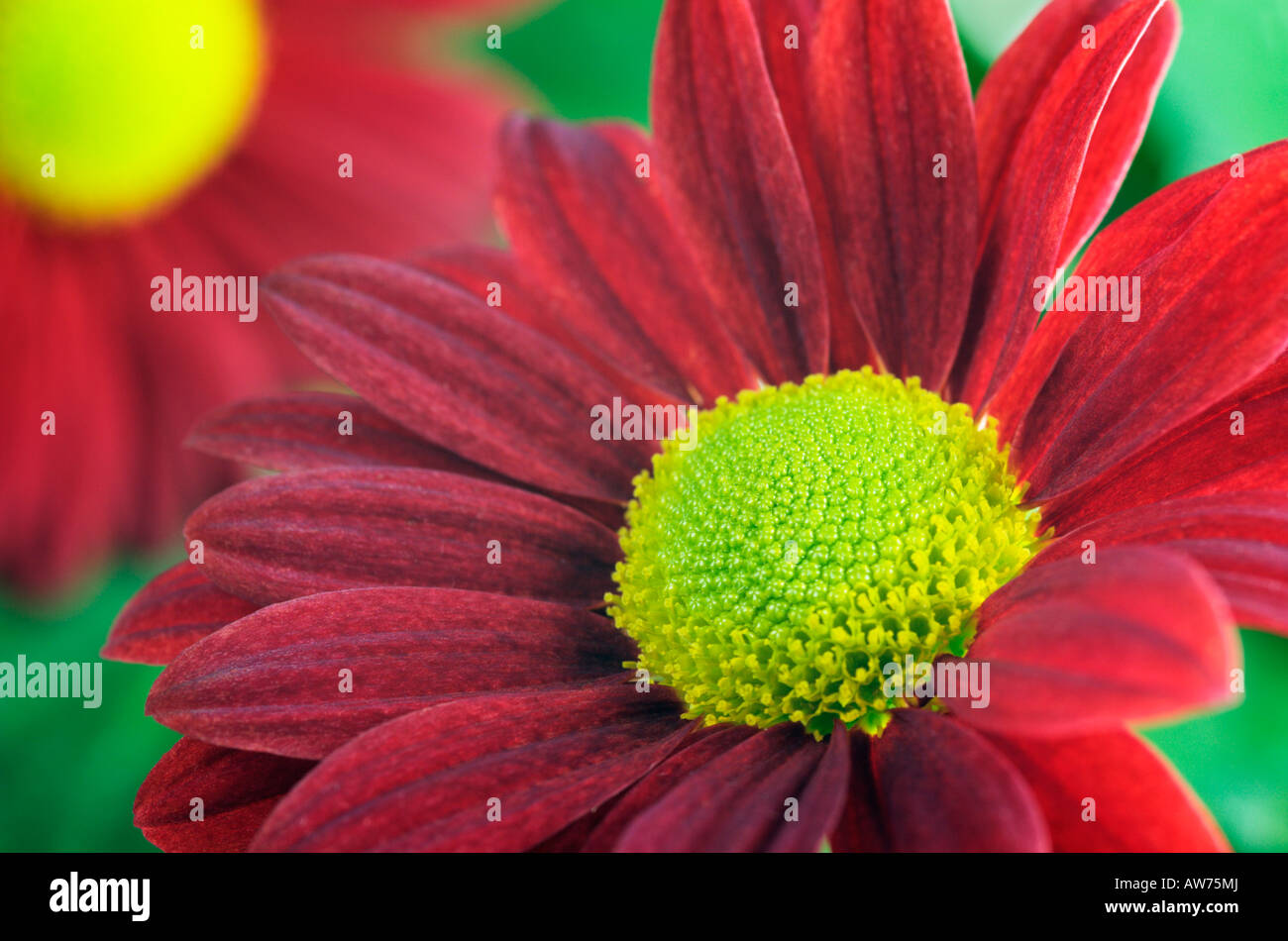 Red chrysanthemums in gardening hi-res stock photography and images - Alamy