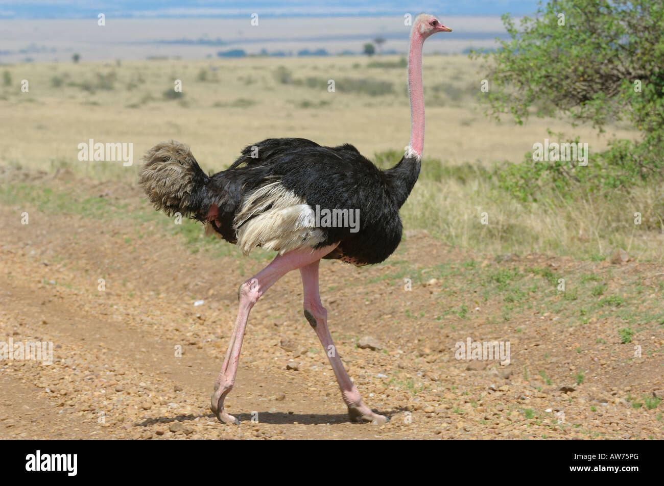 Ostrich, Masai Mara, Kenya Stock Photo