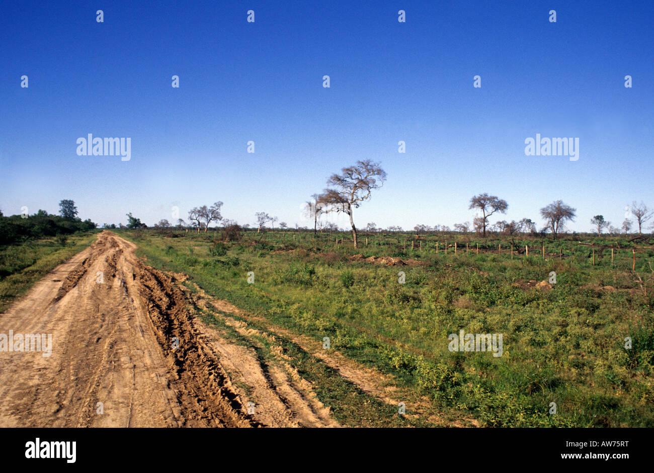 A clear-cut area. The Forest is gone. Deforestation is growing in the Chaco region Stock Photo