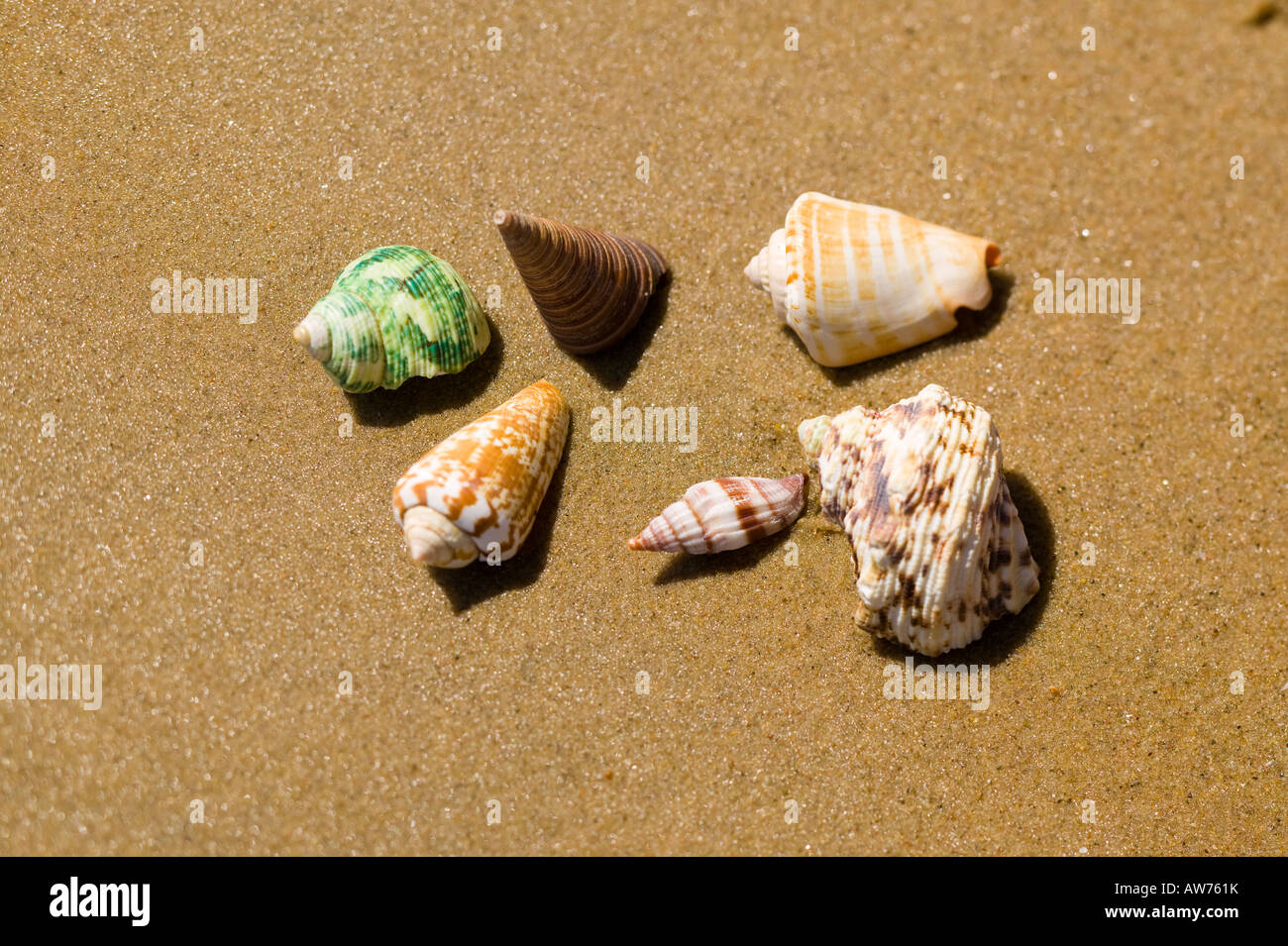 Tropical shells on a beach San Diego, California, USA Stock Photo Alamy