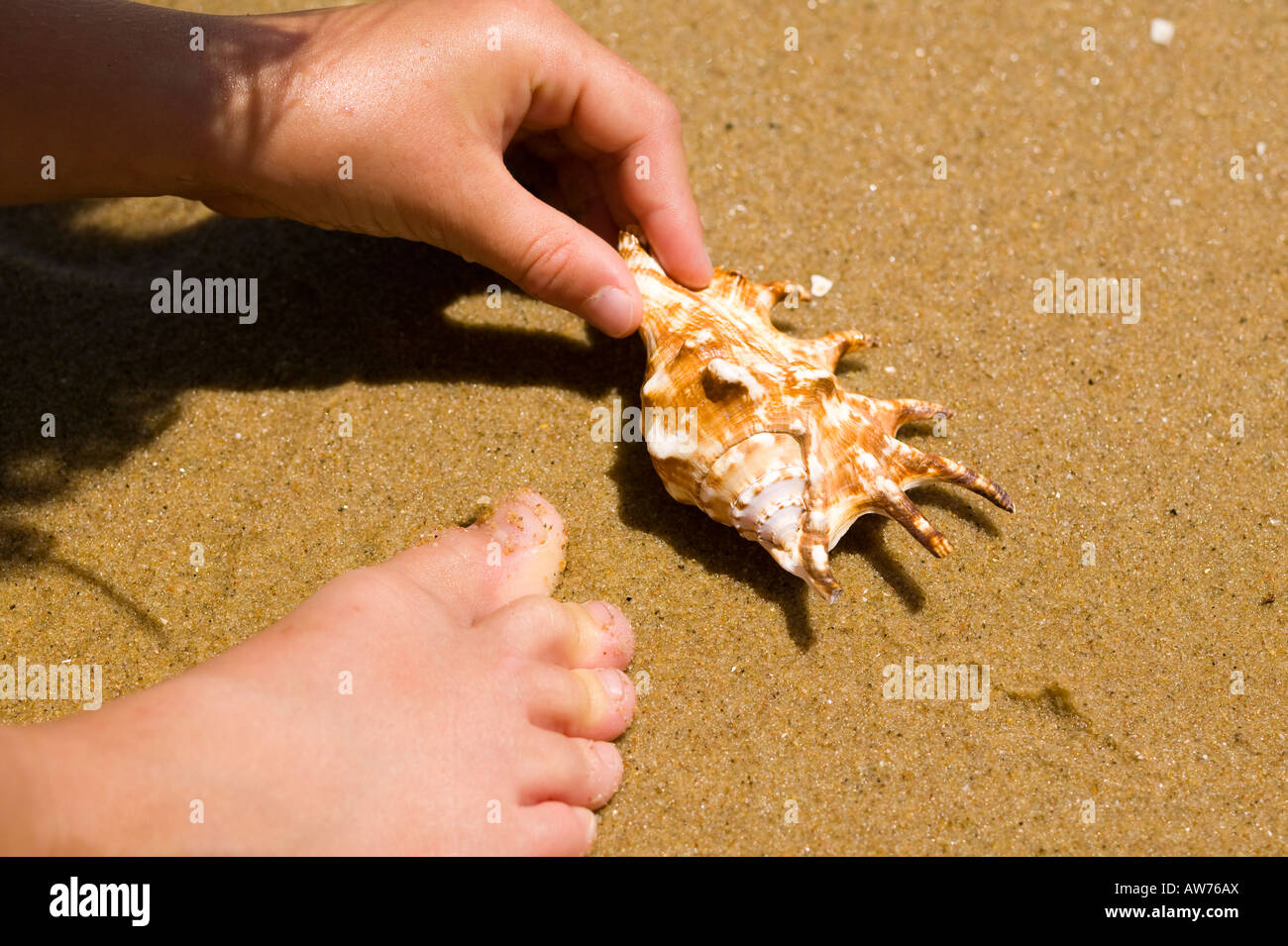 Girl holding tropical shells San Diego, California, USA Stock Photo
