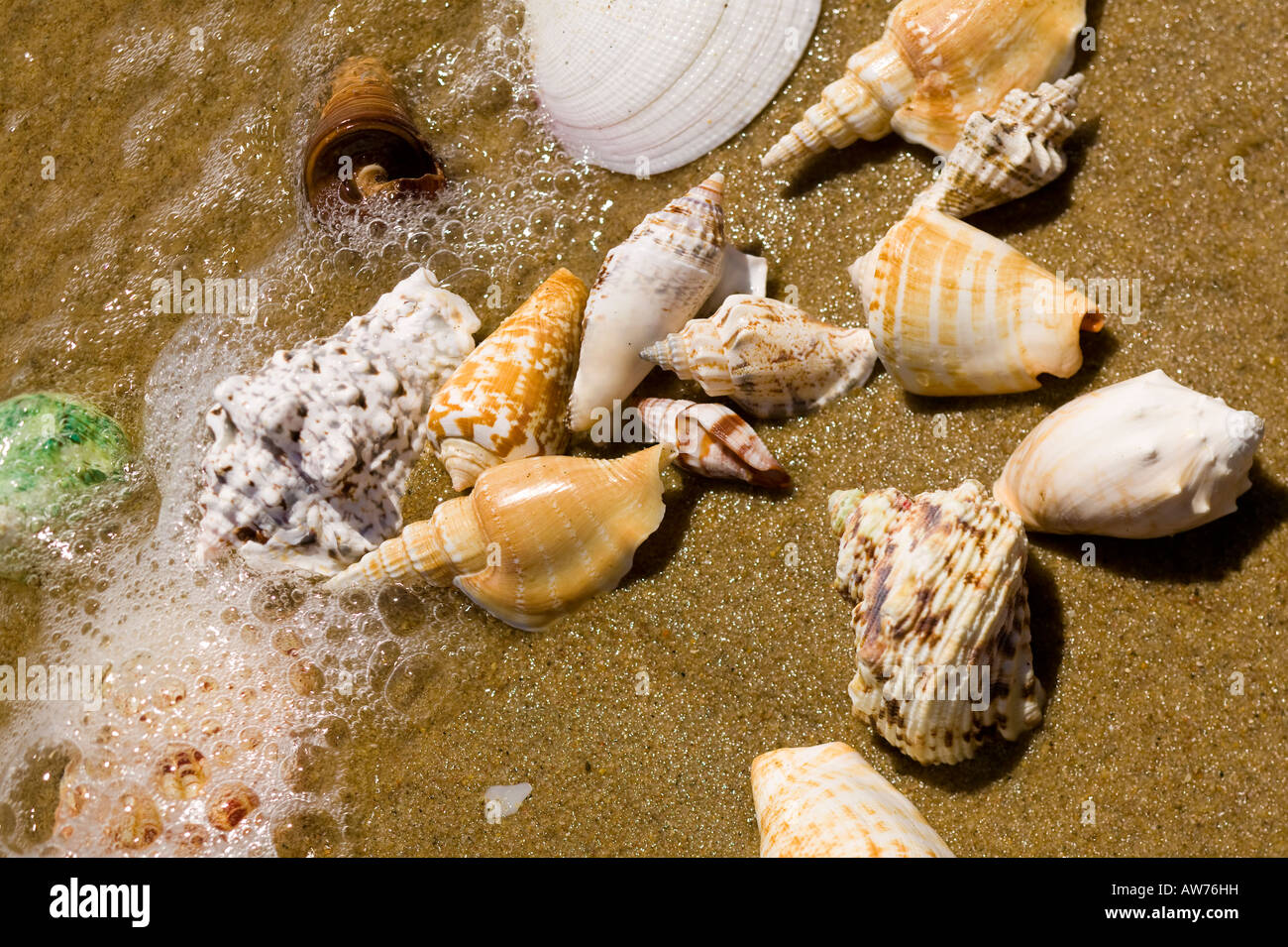 Tropical shells on a beach San Diego, California, USA Stock Photo Alamy