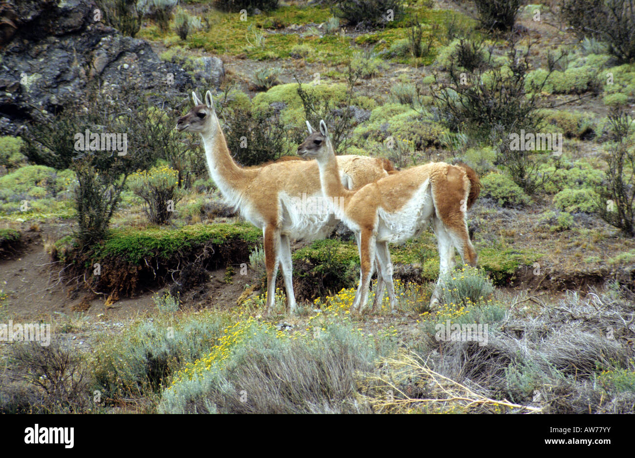 Two guanacoes in the steppe posing for the camera Stock Photo