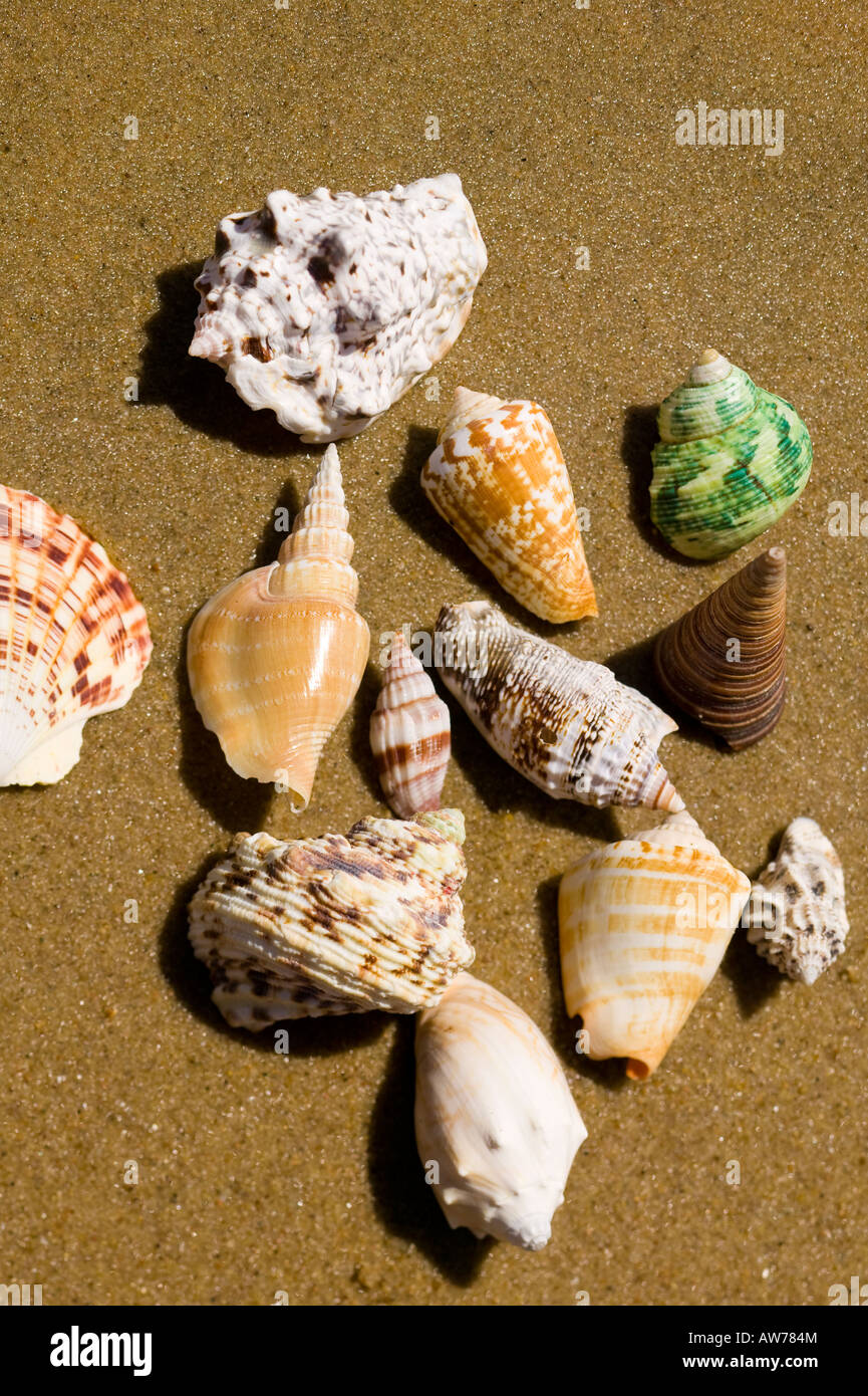 Tropical shells on a beach San Diego, California, USA Stock Photo Alamy