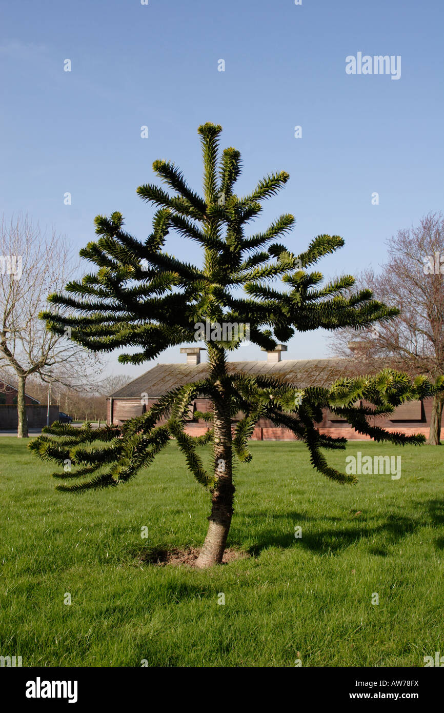 Araucaria imbricata hi-res stock photography and images - Alamy