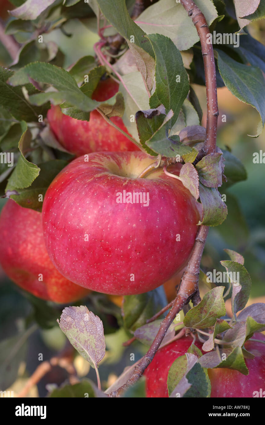 Red apple hanging from the tree Stock Photo - Alamy