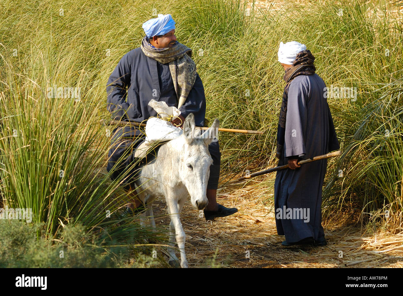 Two Egyptian male travellers greeting each other along a track  next to a sugar cane field near El Kab, River Nile, Upper Egypt, Egypt Stock Photo