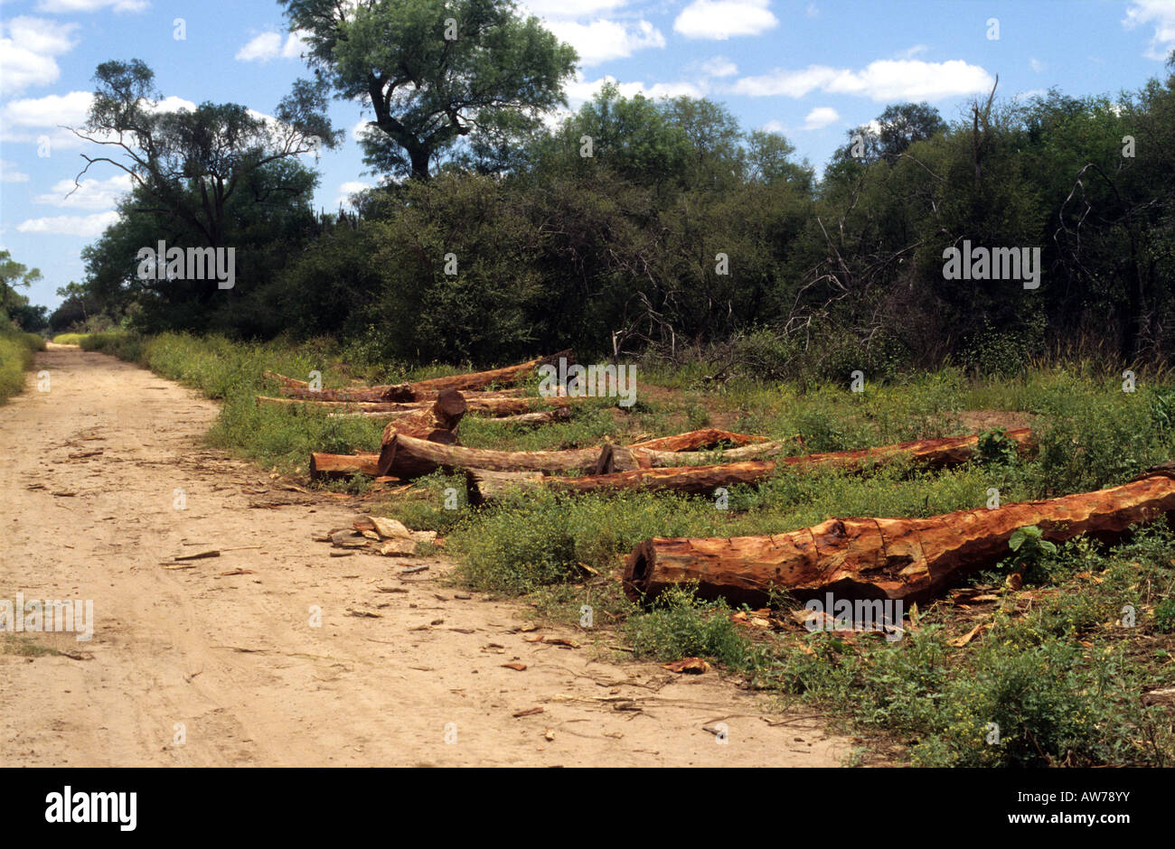 Quebracho trees chopped down and prepared to be taken to the sawmills Stock Photo