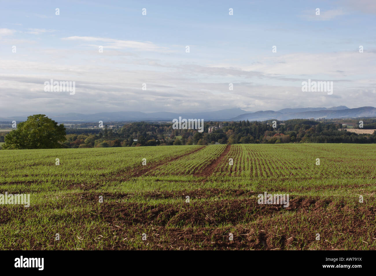 A field of late sown crop overlooking Blair Drummond House near