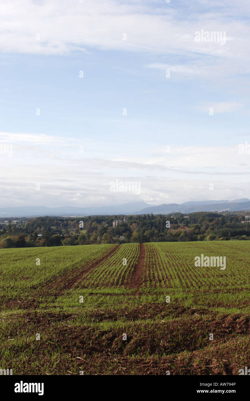 A field of late sown crop overlooking Blair Drummond House near