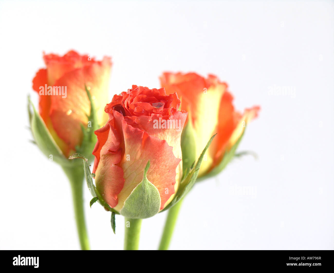 Three Peach Roses Three peach roses with white background Stock Photo - Alamy