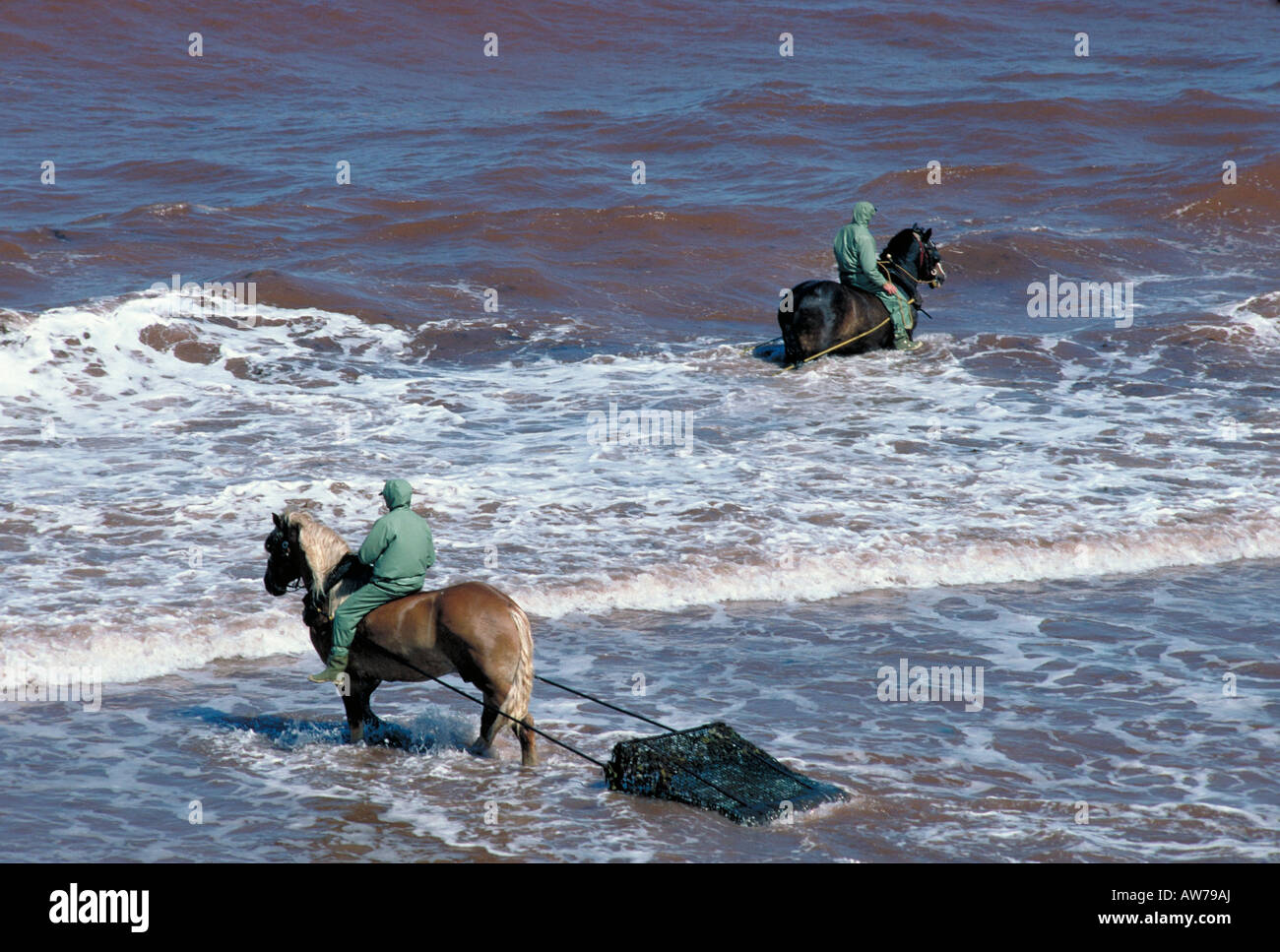 Elk126 5901 Canada Prince Edward Island harvesting Irish Moss in