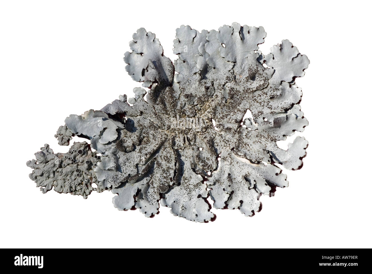 Foliaceous lichens (Parmelia pastillifera et Physcia aipolia) on a white background. Lichens foliacés  sur fond blanc. Stock Photo