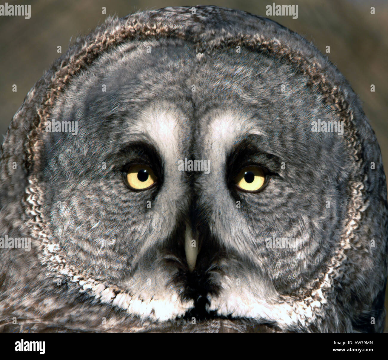 The face of a great grey owl Stock Photo