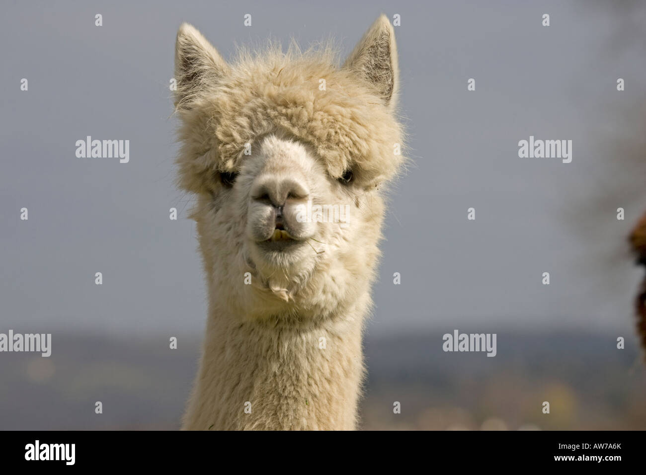 Head High Resolution Stock Photography and - Alamy