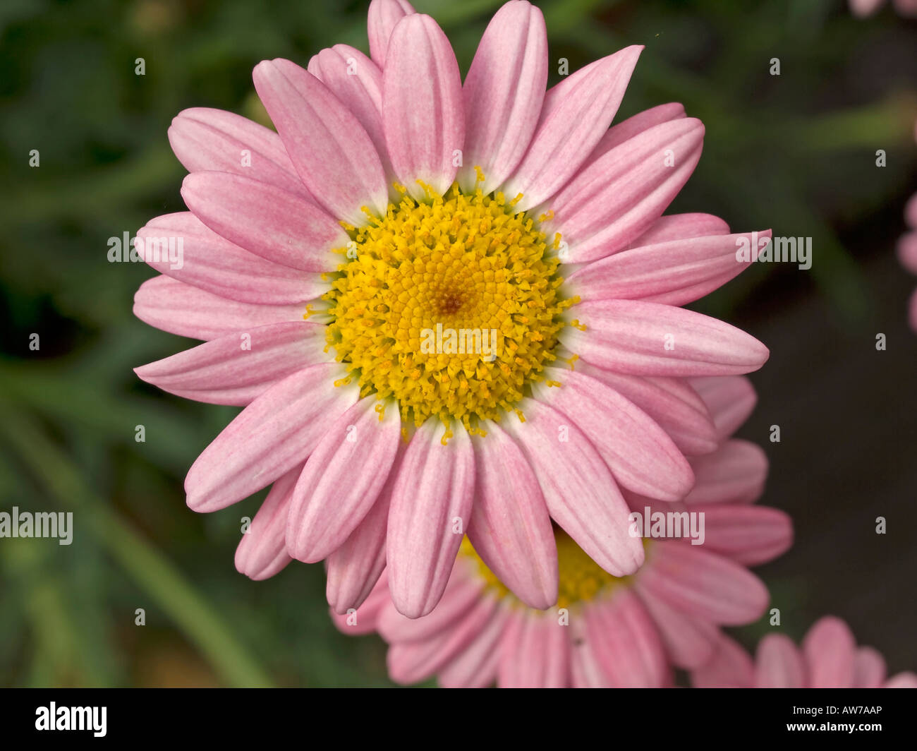 pink flower of marguerite daisy Stock Photo Alamy