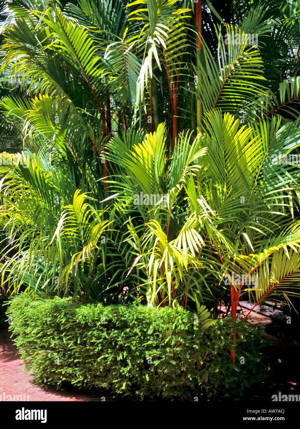 Neat planting of Sealing Wax Palm or Lipstick Palm Cyrtostachys renda in garden of Palm Cove Hotel North Queensland Australia Stock Photo