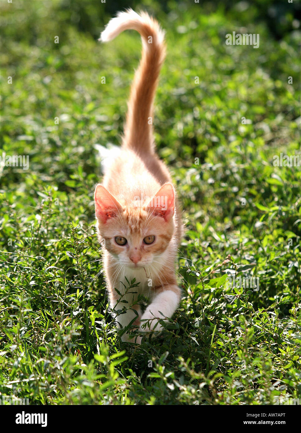 Kitten in long grass hi-res stock photography and images - Alamy