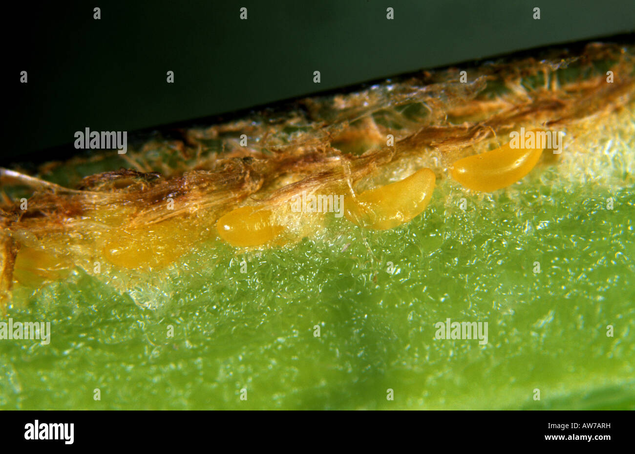 Eggs of a large or variable rose sawfly (Arge pagana) laid inside the peduncle of a rose flower Stock Photo