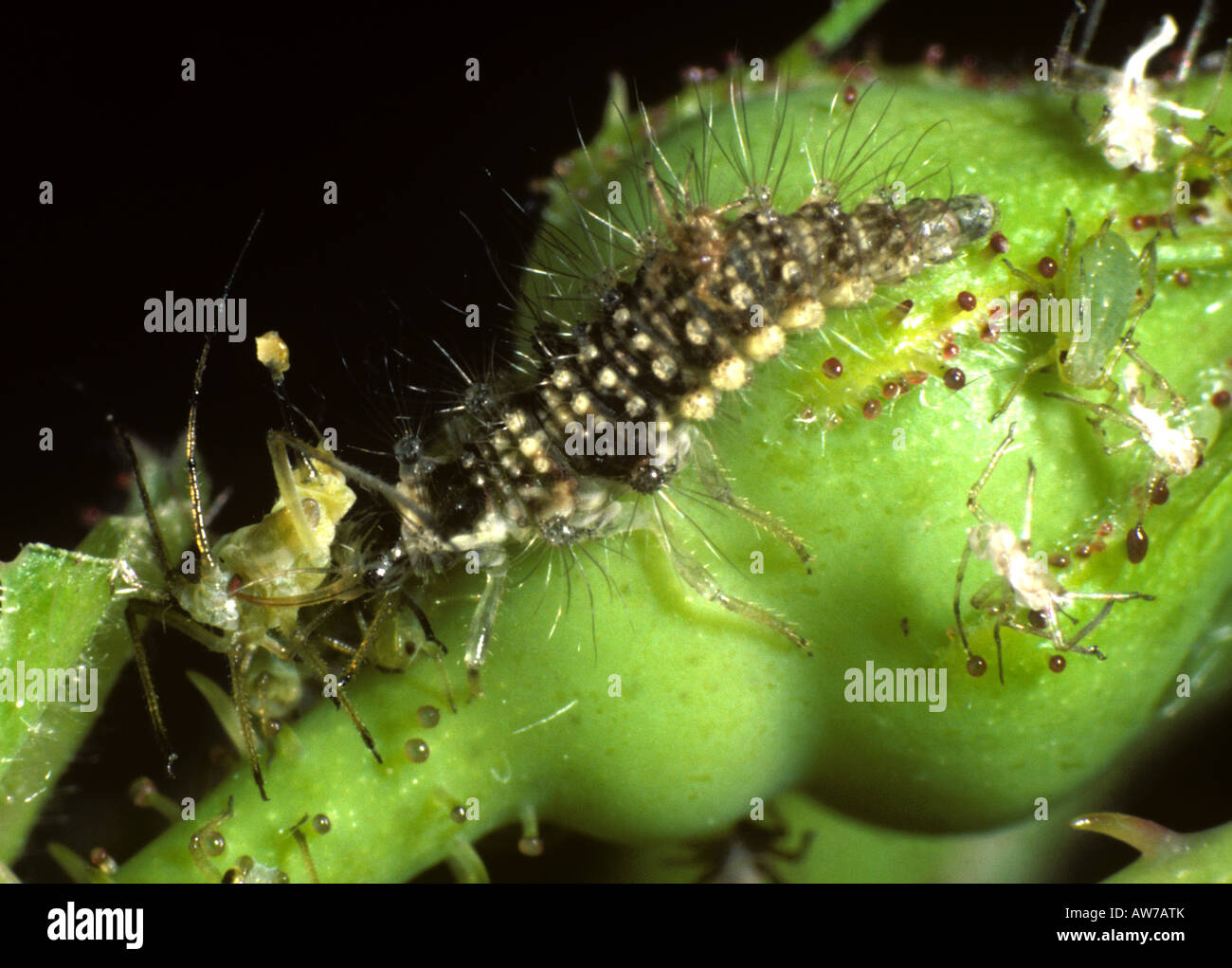 Green lacewing Chrysoperla carnea larva feeding on rose aphids Stock Photo