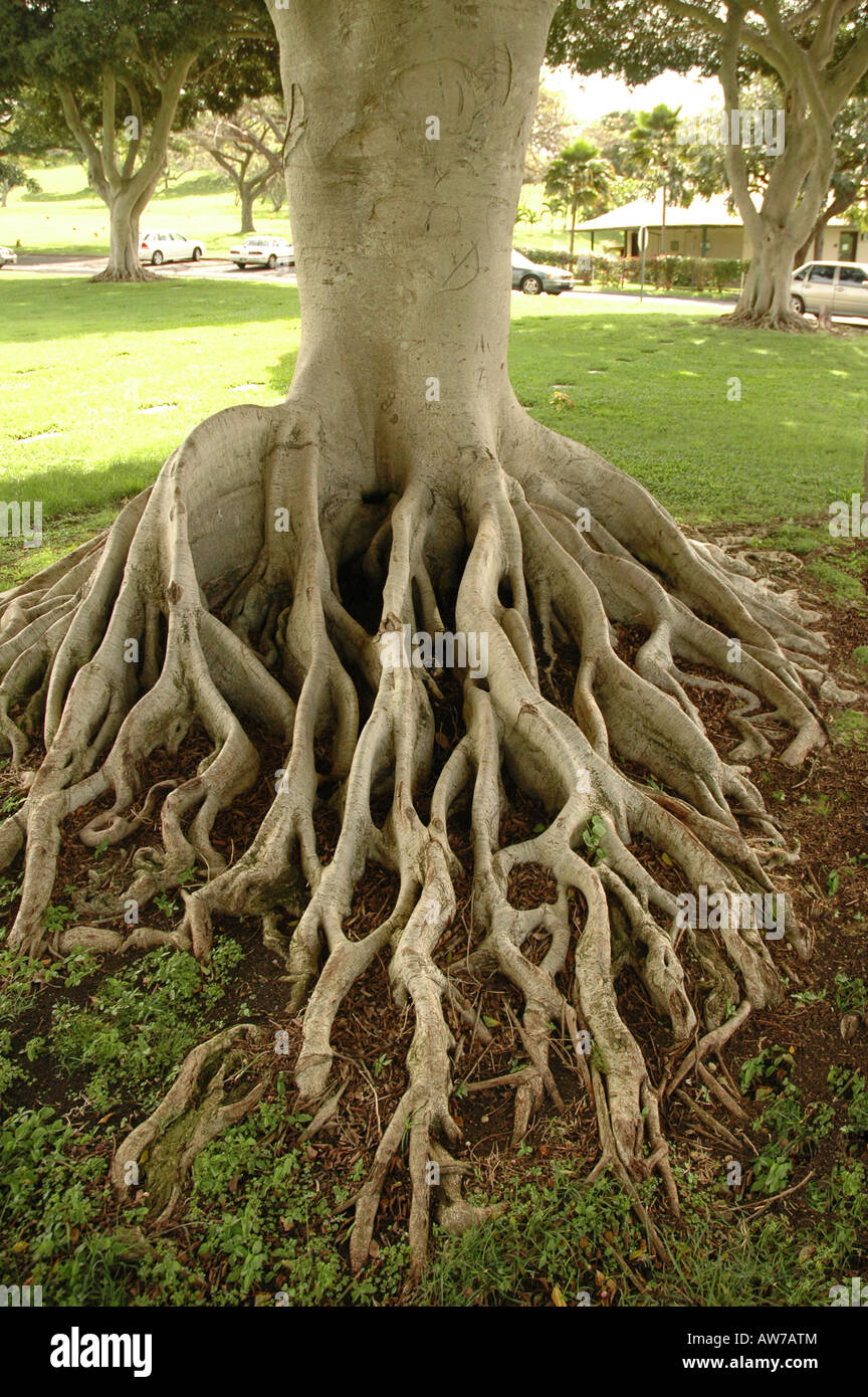 Large tree roots Oaha Hawaii Stock Photo Alamy
