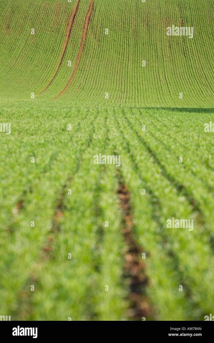 Farmed Green field Stock Photo