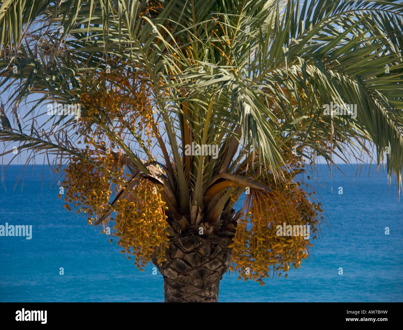 Detail of date palm in fruit against the blue Mediterranean sea and sky Stock Photo