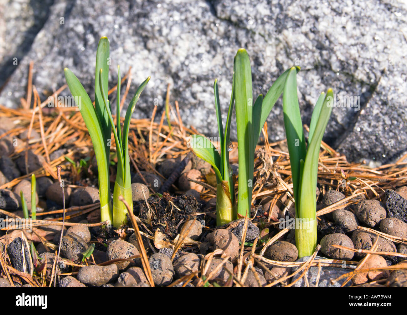 Liliy buds sprouting in spring Stock Photo