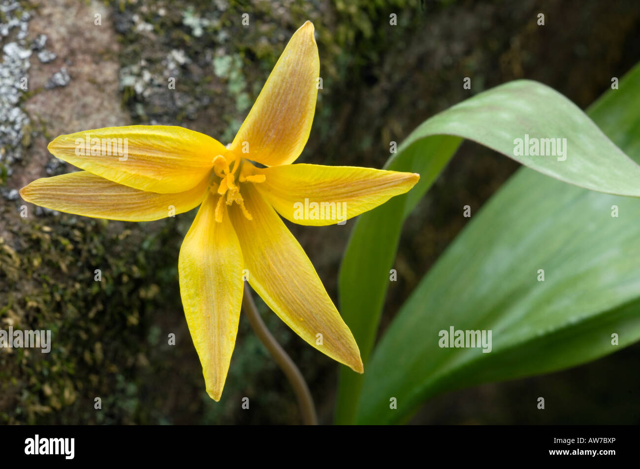 Trout Lily commonly called Dogtooth Violet Erythronium americanum Lily