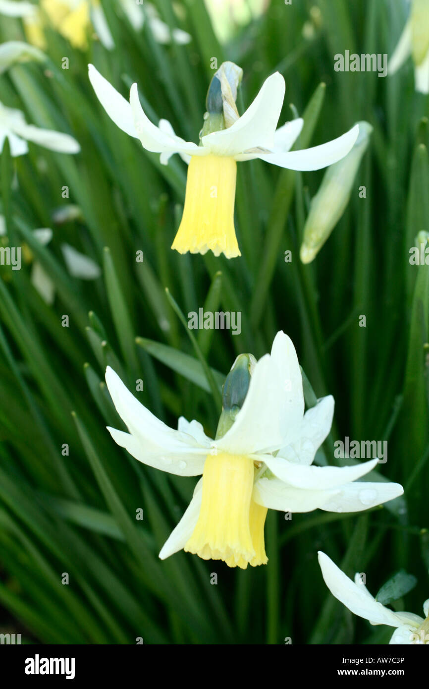 NARCISSUS JENNY AGM Stock Photo