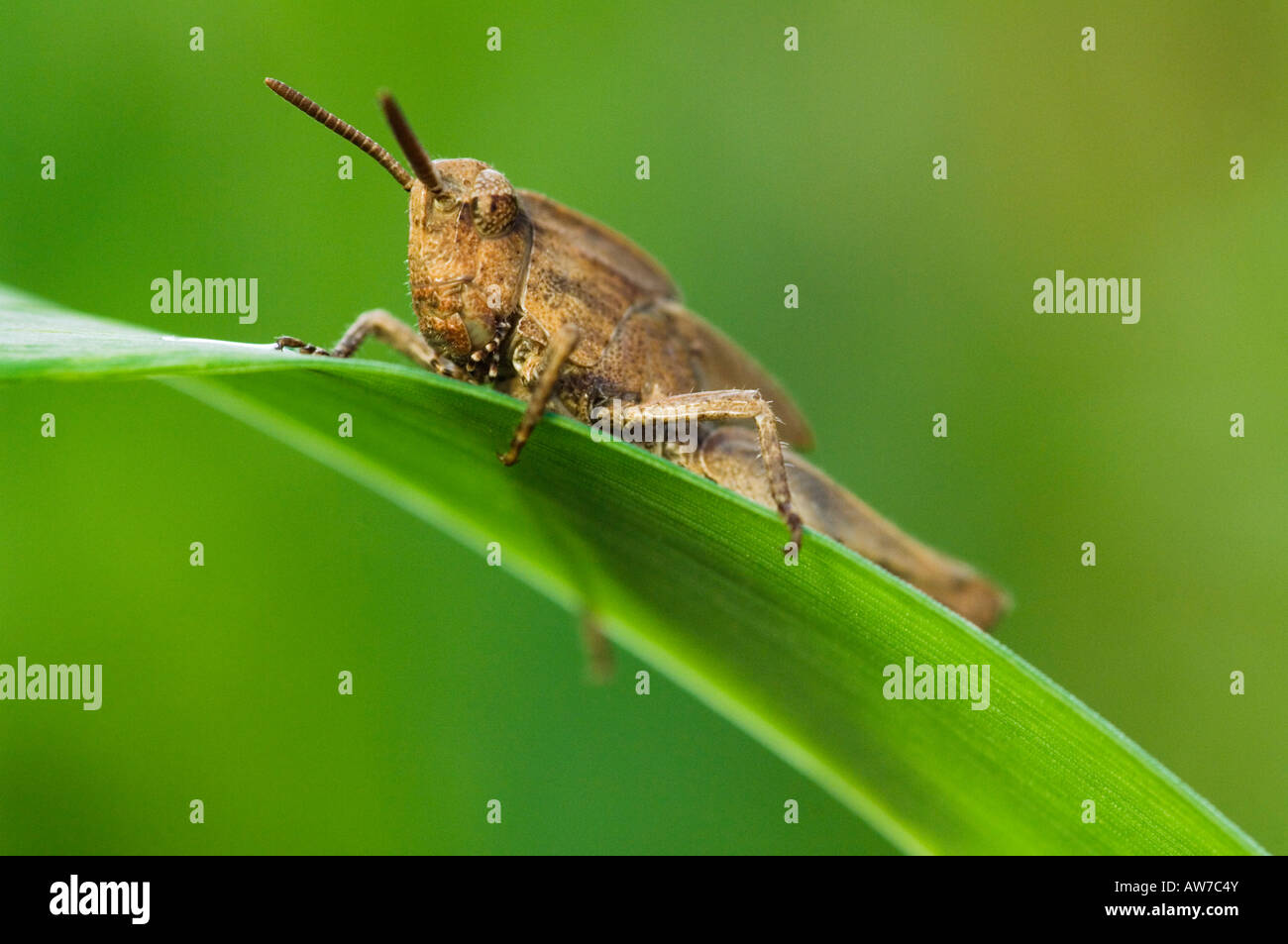 Lubber Grasshopper Brachystola Magna On Grass Pruitt Access Log