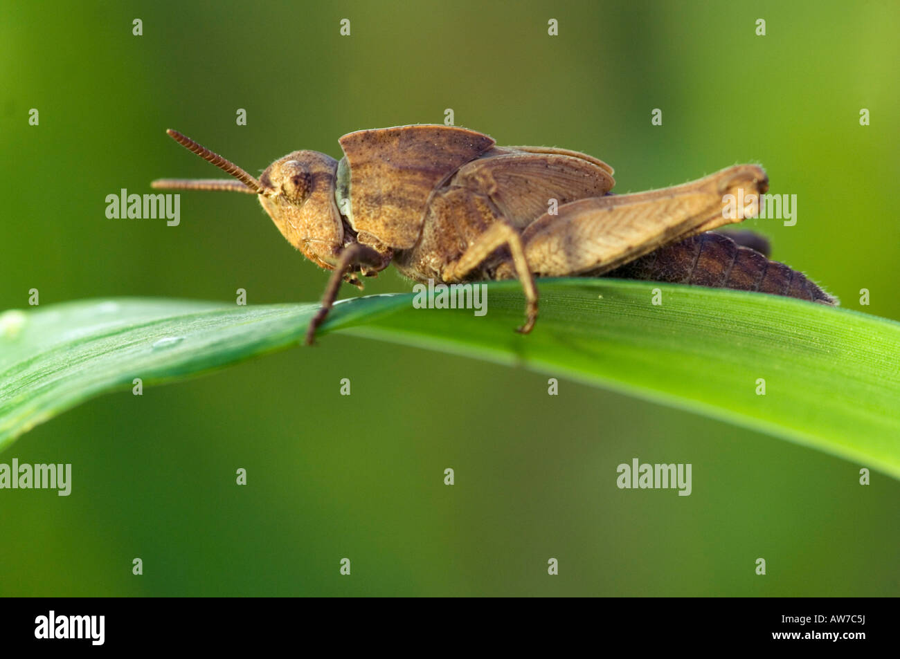 Lubber Grasshopper Brachystola Magna On Grass Pruitt Access Log