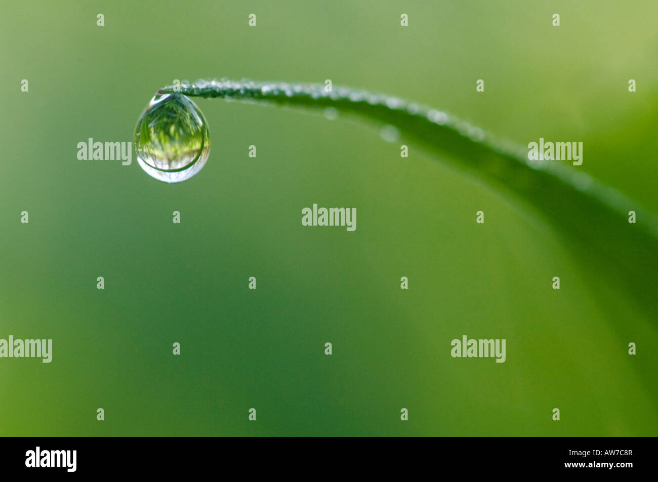 Water Drop On Blade Of Grass Pruitt Landing Log Cabin Trail