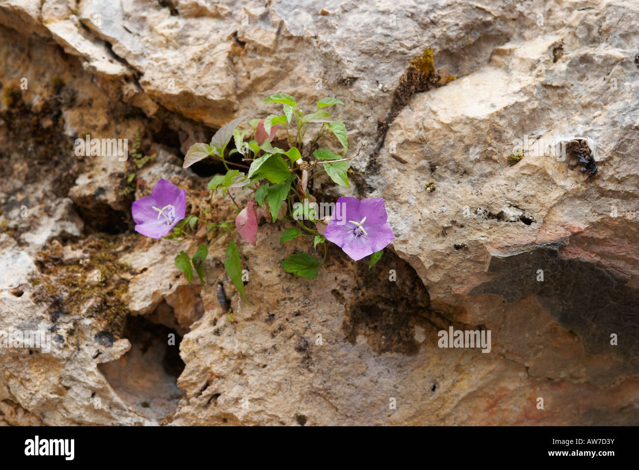 Contrasts violet flowers growing on rocks Stock Photo