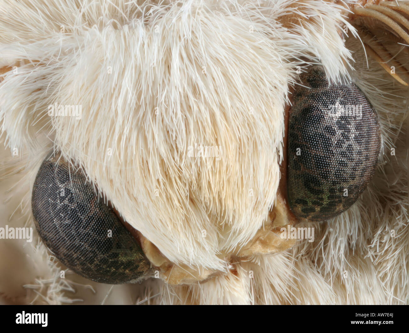 Macro photo of the face of a silkworm moth, Bombyx mori, showing