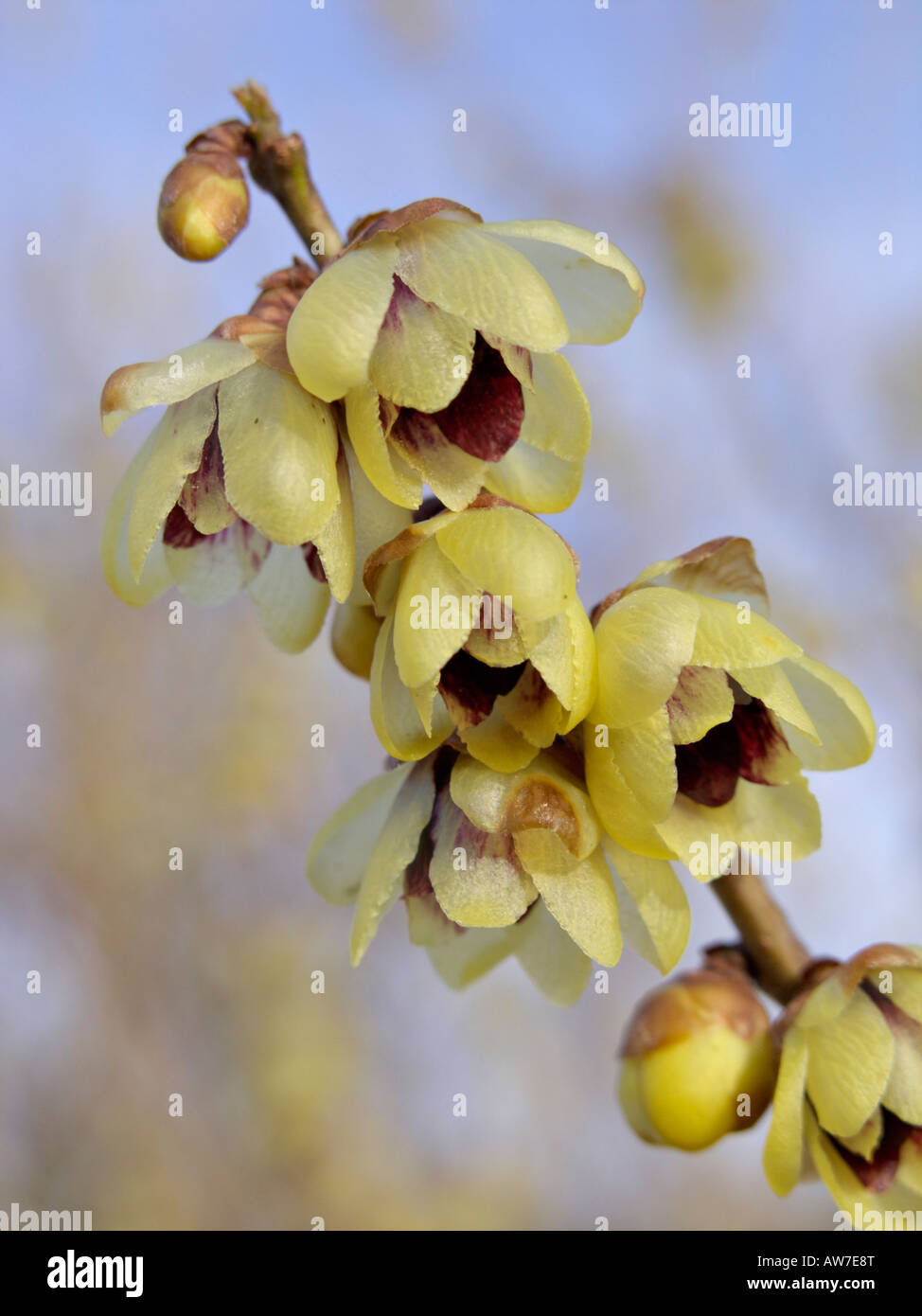 Wintersweet (Chimonanthus praecox) Stock Photo
