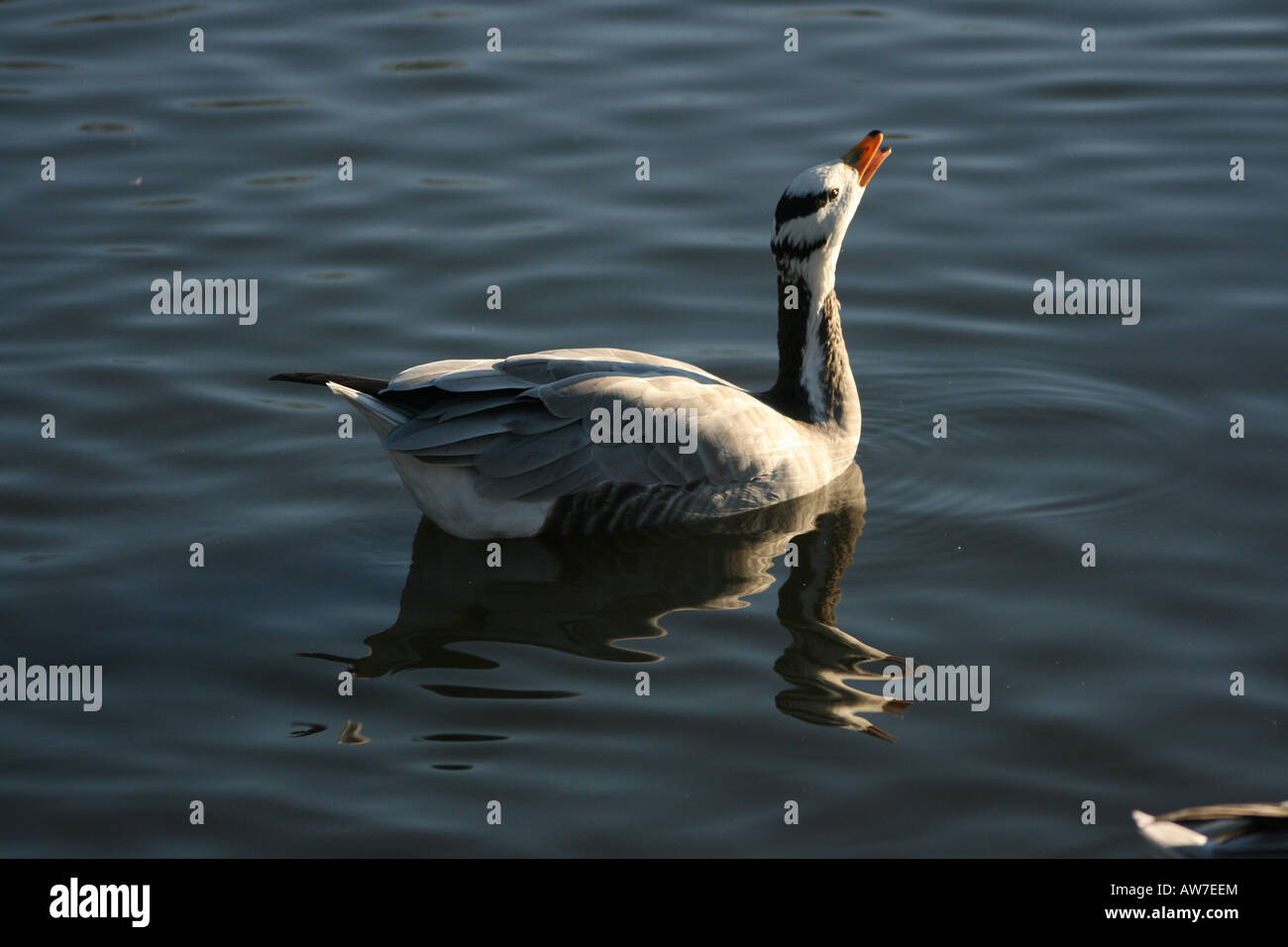 Quack quack quack calls hires stock photography and images Alamy