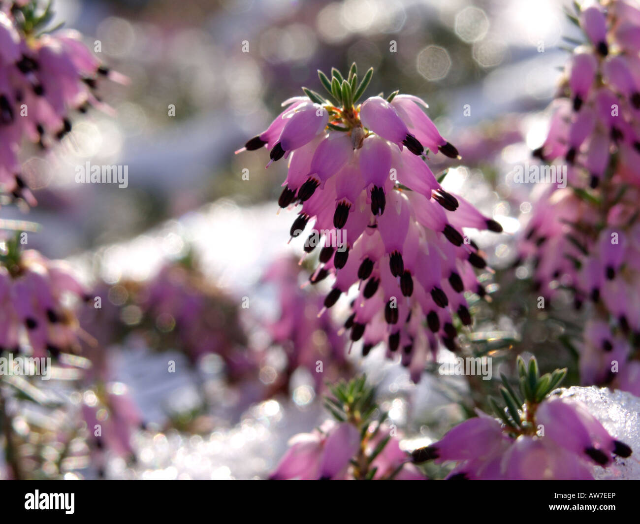 Winter heather (Erica carnea syn. Erica herbacea) Stock Photo