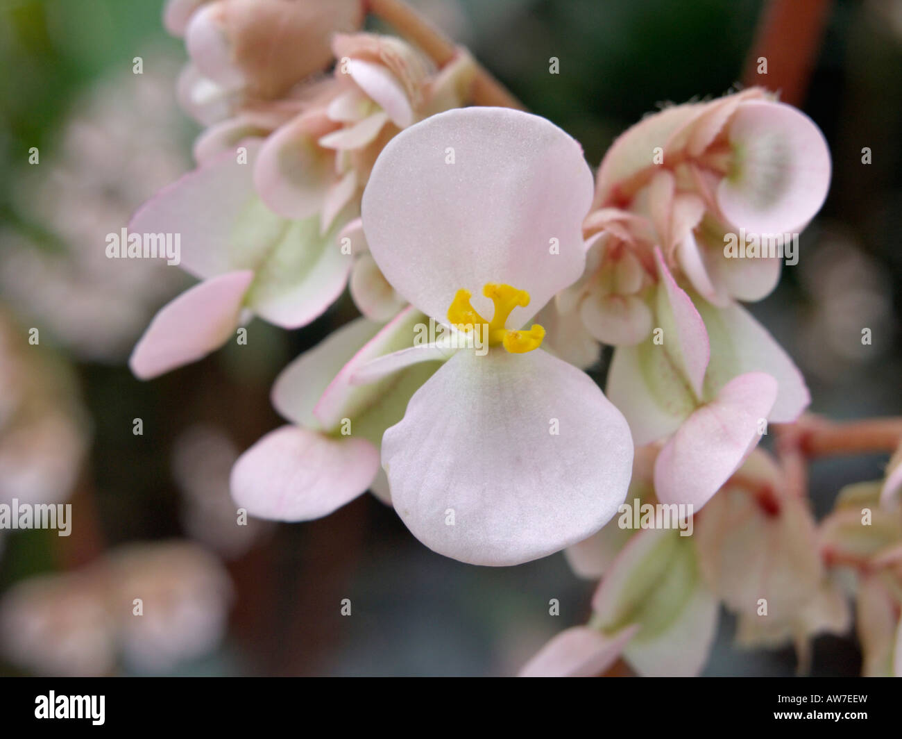 Begonia (Begonia heracleifolia) Stock Photo