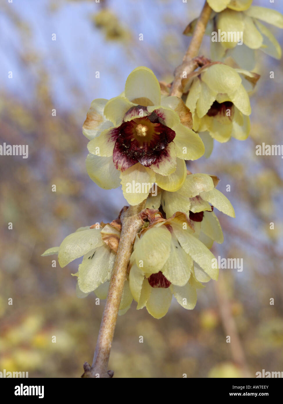 Wintersweet (Chimonanthus praecox) Stock Photo