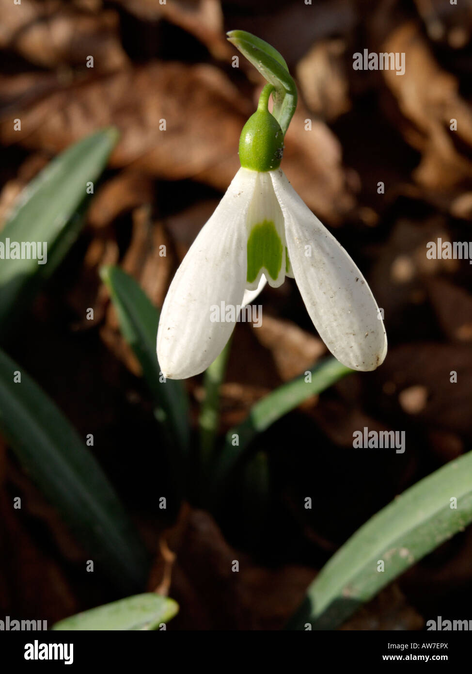Snowdrop (Galanthus plicatus) Stock Photo