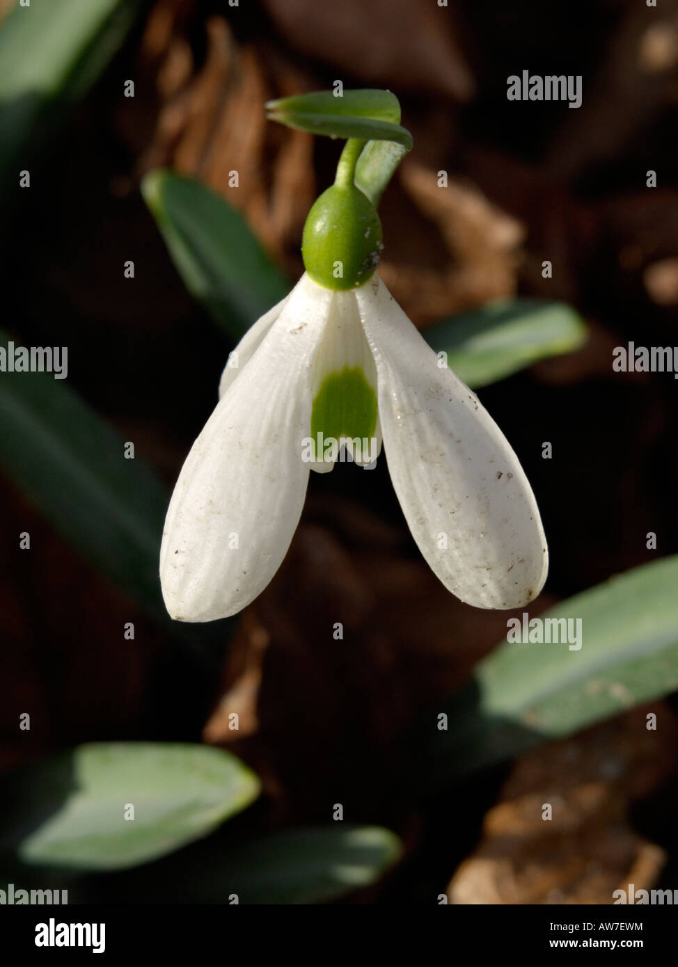 Snowdrop (Galanthus plicatus) Stock Photo