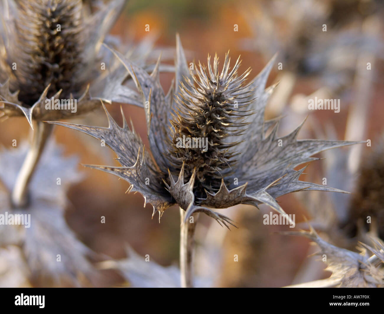 Giant sea holly (Eryngium giganteum Stock Photo Alamy