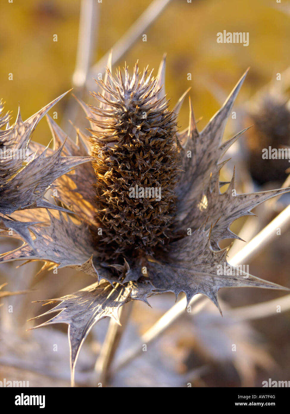 Giant sea holly (Eryngium giganteum Stock Photo Alamy